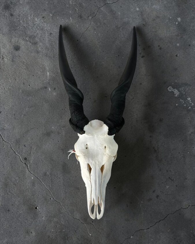 Eland Skull