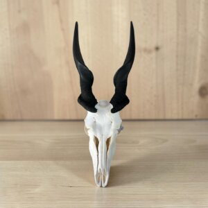 Eland Skull
