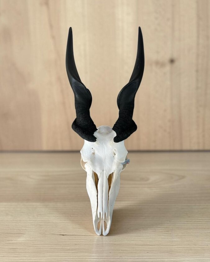 Eland Skull