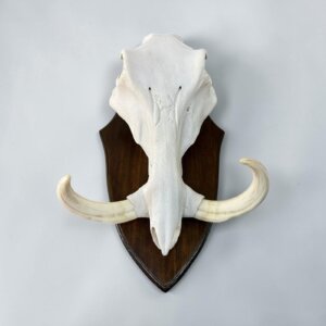 Warthog Skull on Shield
