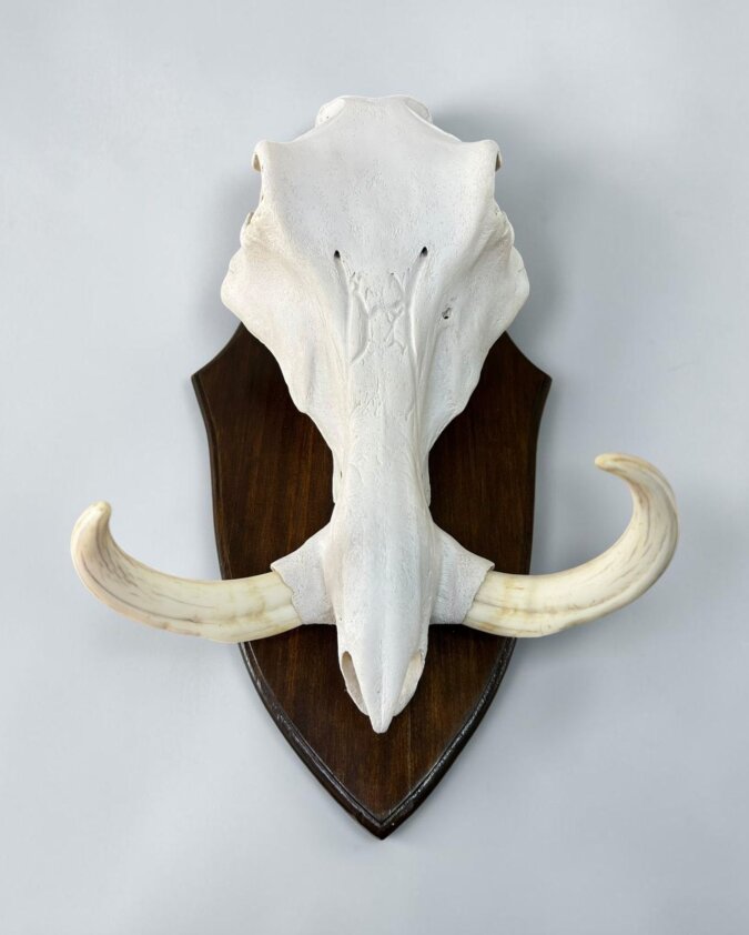 Warthog Skull on Shield
