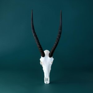 Blesbok Skull