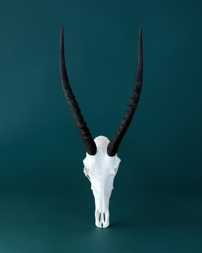 Blesbok Skull