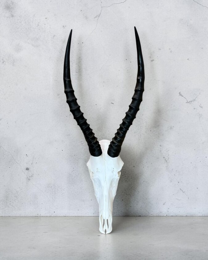 Blesbok Skull