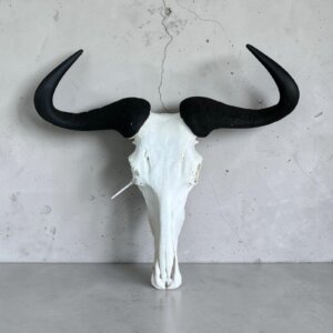 Blue Wildebeest Skull