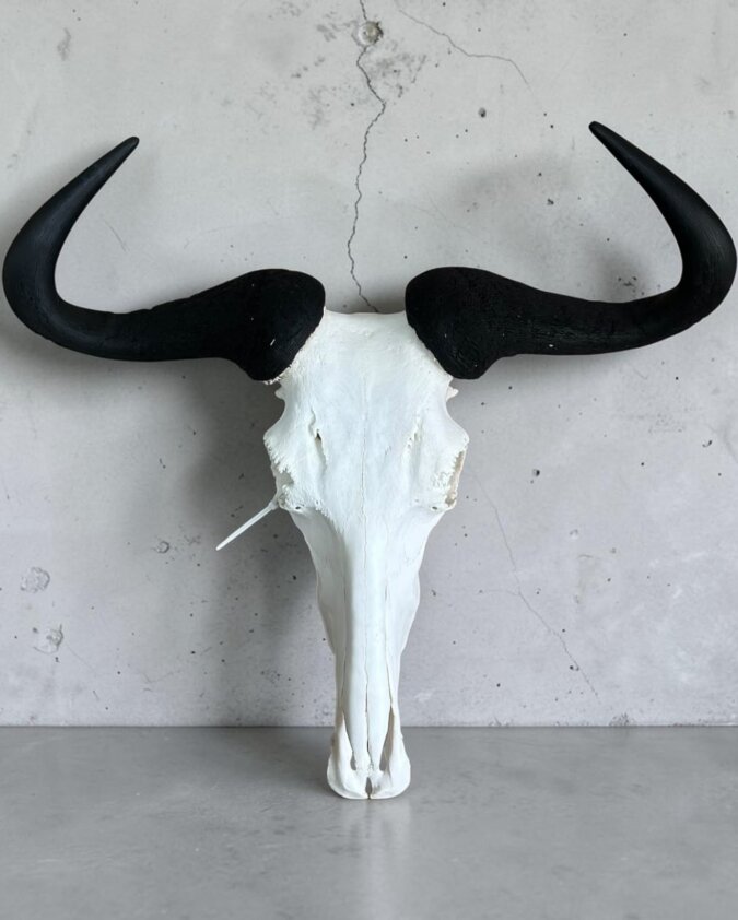 Blue Wildebeest Skull