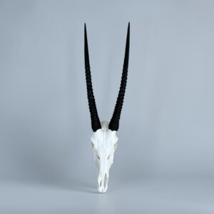 Gemsbok Skull