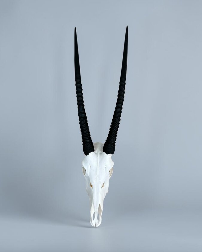 Gemsbok Skull