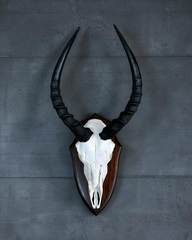 Impala Skull on Shield