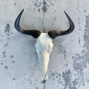 Blue Wildebeest Skull