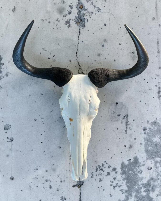 Blue Wildebeest Skull
