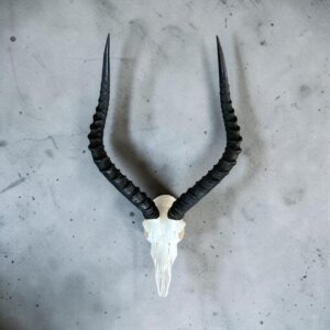 Impala Skull