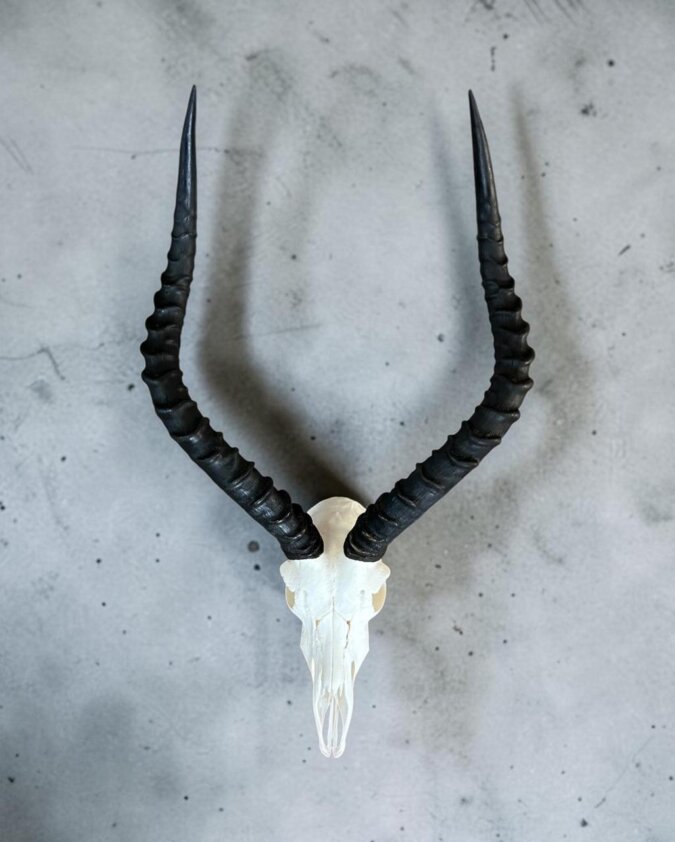 Impala Skull
