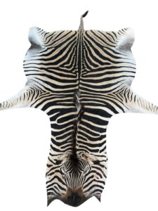 B Grade Zebra Hide