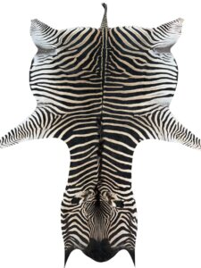 B Grade Zebra Hide