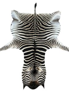 B Grade Zebra Hide