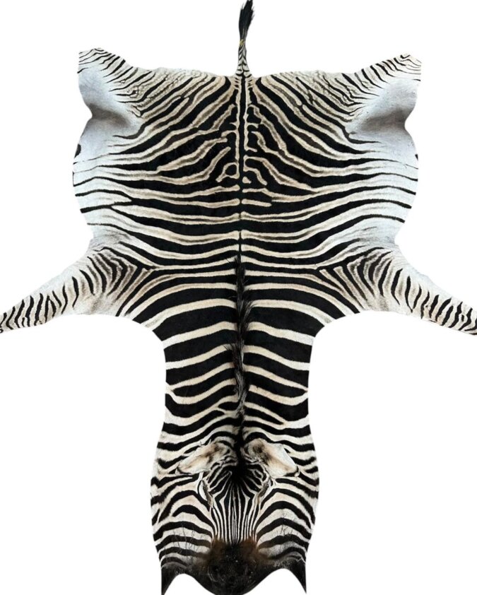 B Grade Zebra Hide