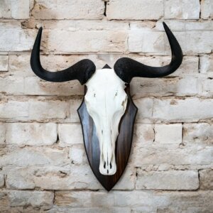Blue Wildebeest Skull