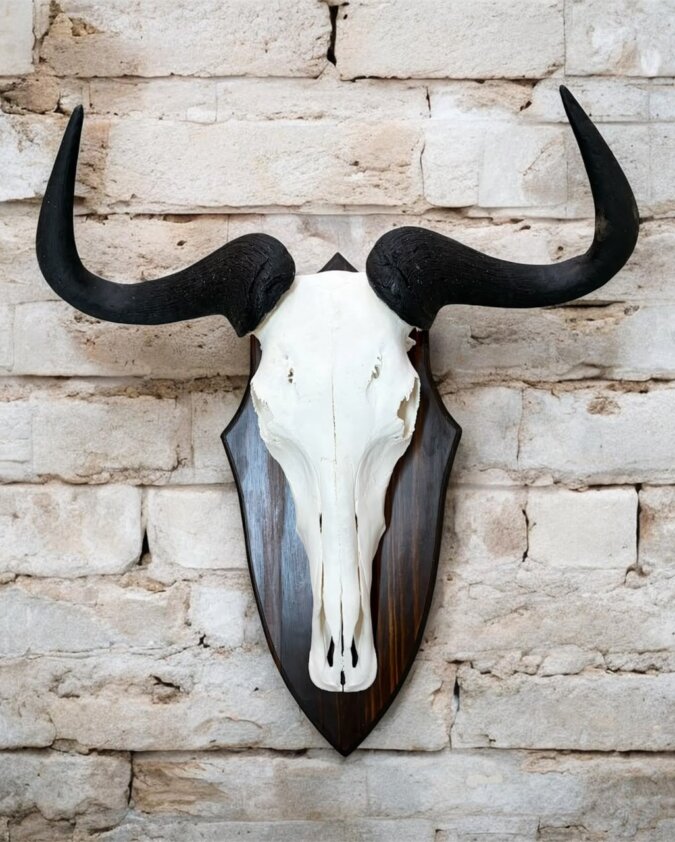 Blue Wildebeest Skull