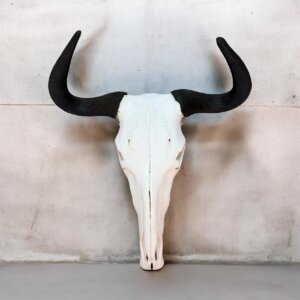 Blue Wildebeest Skull