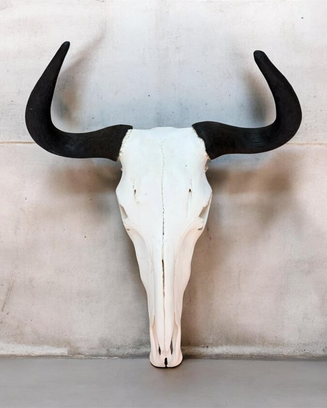 Blue Wildebeest Skull