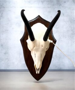 Springbok Skull