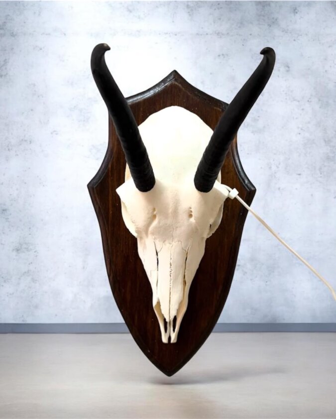 Springbok Skull