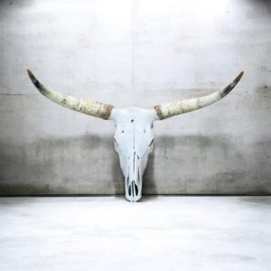 Cow Skull