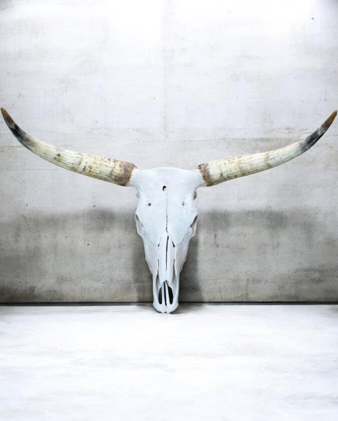 Cow Skull