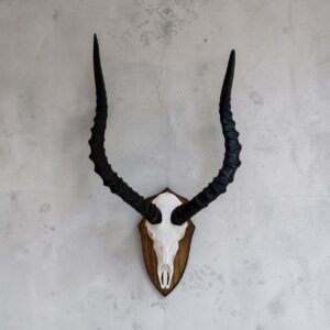 Impala Skull on Shield