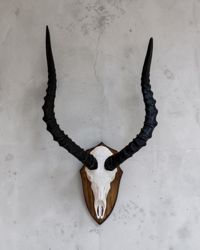 Impala Skull on Shield