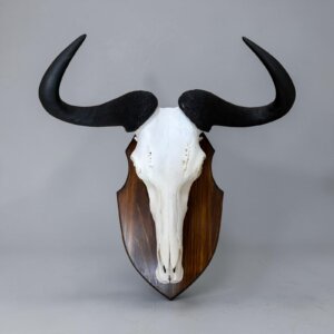 Blue wildebeest skull on shield