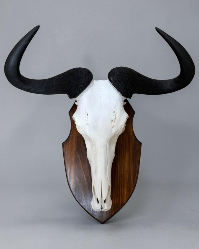 Blue wildebeest skull on shield