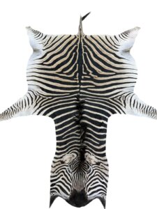 Zebra B Grade