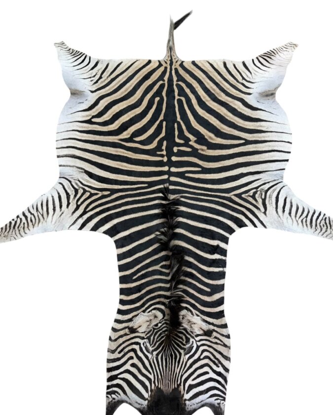 Zebra B Grade