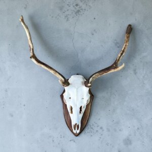 Fallow Deer Skull on Shield
