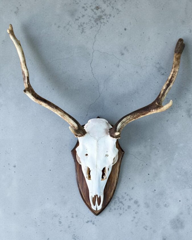 Fallow Deer Skull on Shield