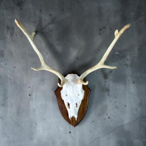 Fallow Deer Skull on Shield