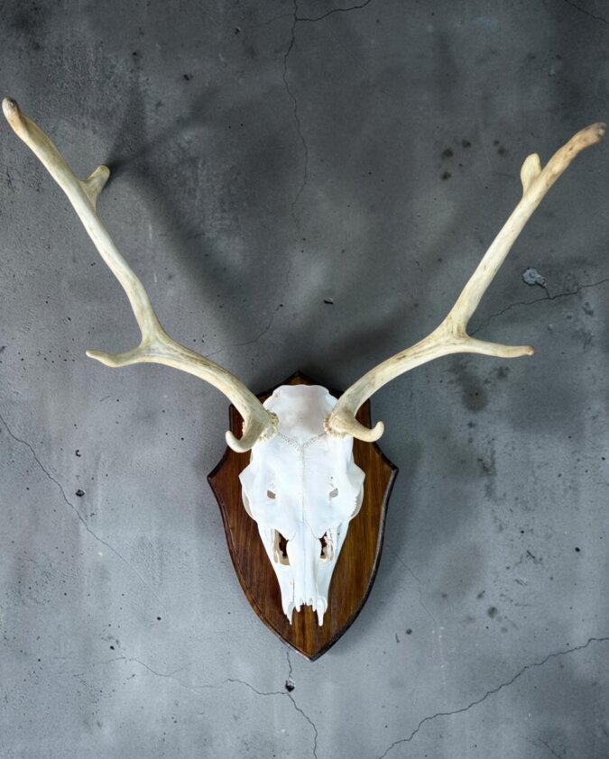 Fallow Deer Skull on Shield