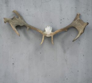 Fallow Deer Skull