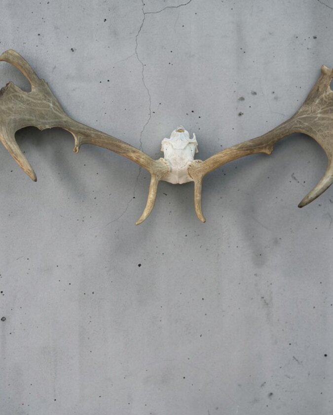 Fallow Deer Skull