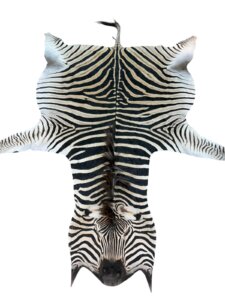 Zebra A Grade