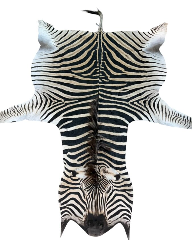 Zebra A Grade