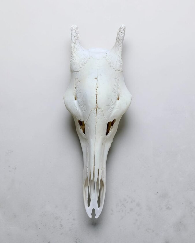 Giraffe Skull