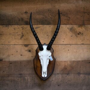 Blesbok Skull on Shield