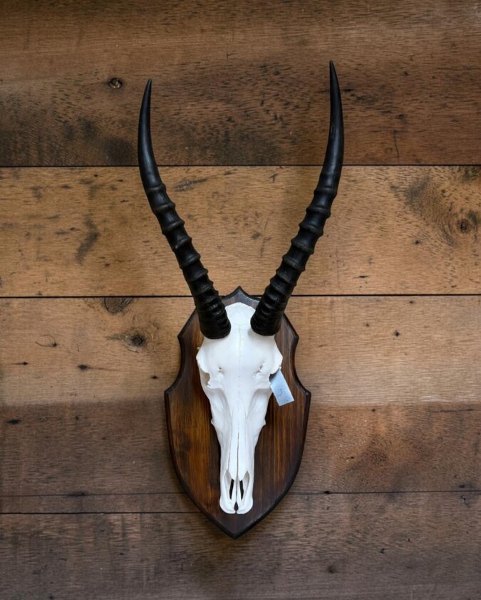 Blesbok Skull on Shield