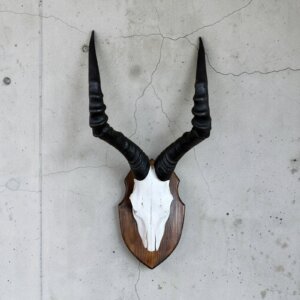 Red Hartebeest Skull on Shield