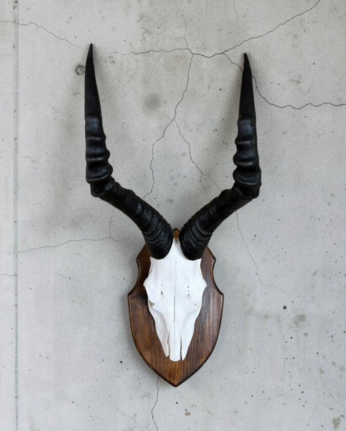 Red Hartebeest Skull on Shield