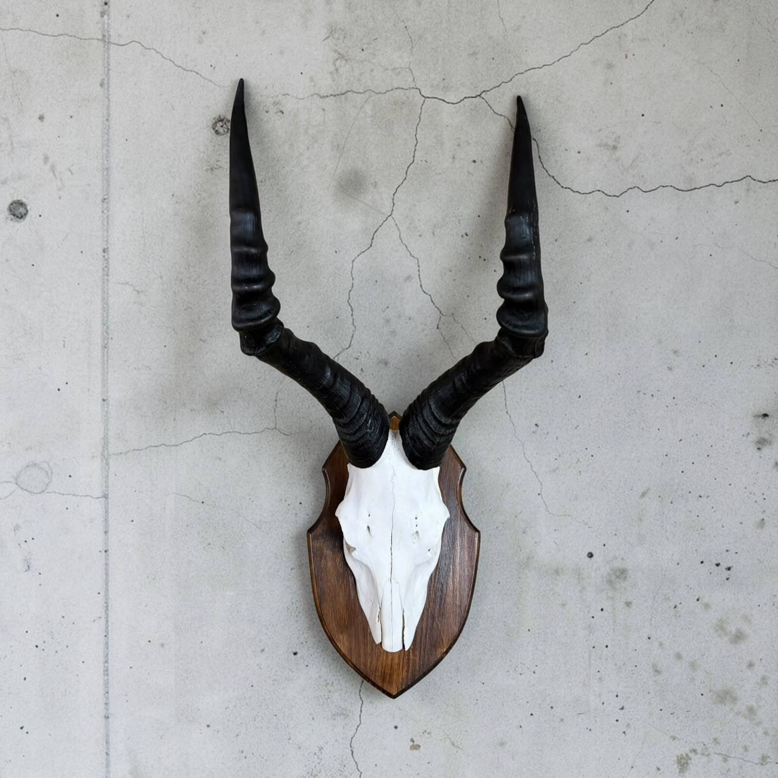 Red Hartebeest Skull on Shield