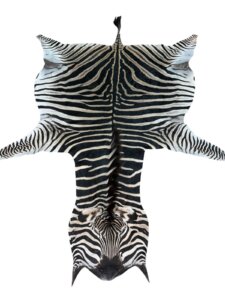 Zebra A Grade